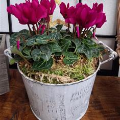 Seasonal Potted Cyclamen