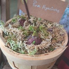 Hyacinth pots
