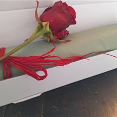 Single Red Rose Boxed