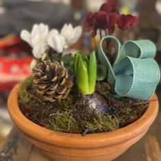 Hyacinth and Cyclamen-Potted 