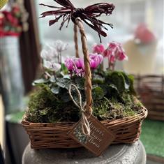 Large Cyclamen Basket